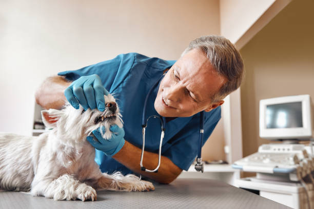 Best 24-Hour Emergency Dentist in Mcnair, VA